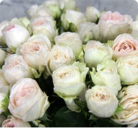 Кустовая роза белая 15 кустов